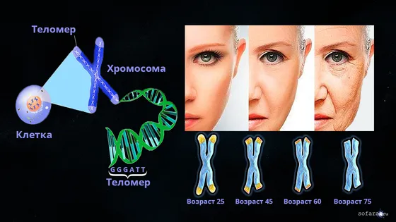 Процесс старения организма связан с длиной теломер хромосомы